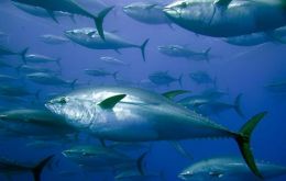 Atlantic bluefin tuna is a sushi mainstay in Japan