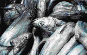 Eighty per cent of adult hake have disappeared from the Argentine sea as a result of overfishing, FVSA states.