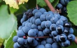 The hardy Tannat grape originally from south-east France was first introduced in Uruguay by the Basque Frenchman Pascual Harriague  