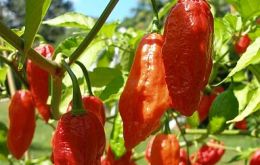 Bhut jolokia is recognised by the Guinness Book of World Records as the hottest of all spices