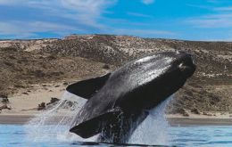 An International Whaling Commission taskforce analyzed the situation in Puerto Madryn 
