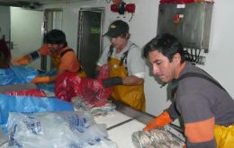 Crewmen on board the New Polar, jointly owned by Seaview and Polar Ltd, loading catches of loligo