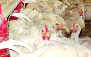 Prices will have an impact on feed for pigs and poultry
