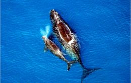 Conservation of whales remains a highly controversial issue 