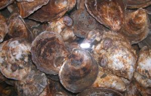 Louisiana’s sea food industry supplies one third of US oyster production  