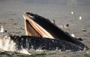 The Strait is a perfect feeding passageway for whale colonies, seals and Magellan penguins.