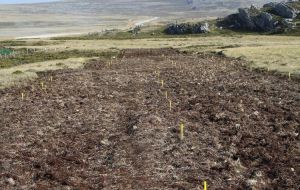 The manually excavated area at Sapper Hill with yellow pickets showing where anti-personnel mines were found