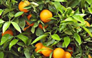 Uruguay is a strong exporter of premium citrus 