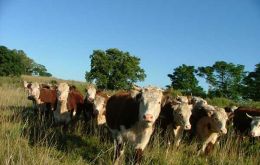 Abattoirs will be receiving 2.55 million head of cattle this year 