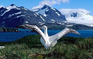 South Georgia contains millions of seabirds threatened by non-native mammals