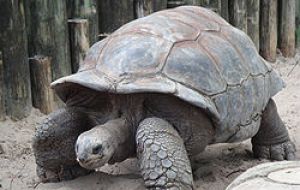 Some of the spectacular chelonians that nest in Galapagos  