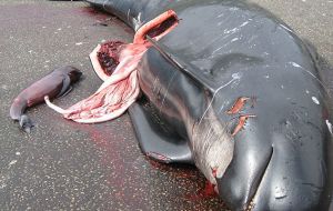 A disembowelled pilot whale next to her calf  