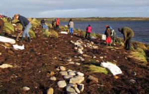 Falklands Conservation staff and volunteers plant tussac