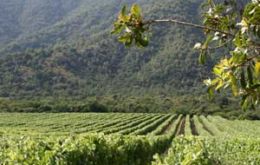 Wine production is a crucial part of the Casablanca Valley economy 