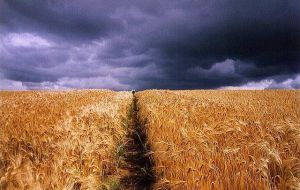 USDA estimates Russian wheat crop is down at least 15%