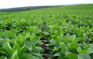 The rich pampas with less wheat but covered in soybeans 