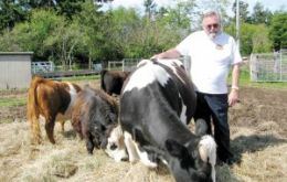Professor Richard Gradwohl and his mini cattle