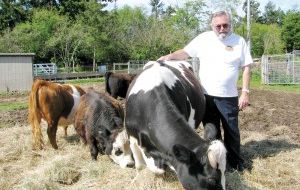 Professor Richard Gradwohl and his mini cattle