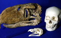 A fossil skull of a “terror bird” species dwarfs those of a modern golden eagle and a human. (Photograph courtesy Ohio University)