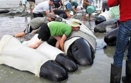 Dozens of rescuers tried to re-float the whales  