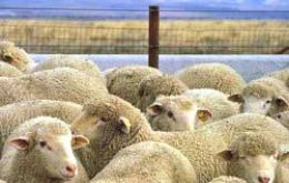 In spite of the bad news, sheep farming could be rebounding 