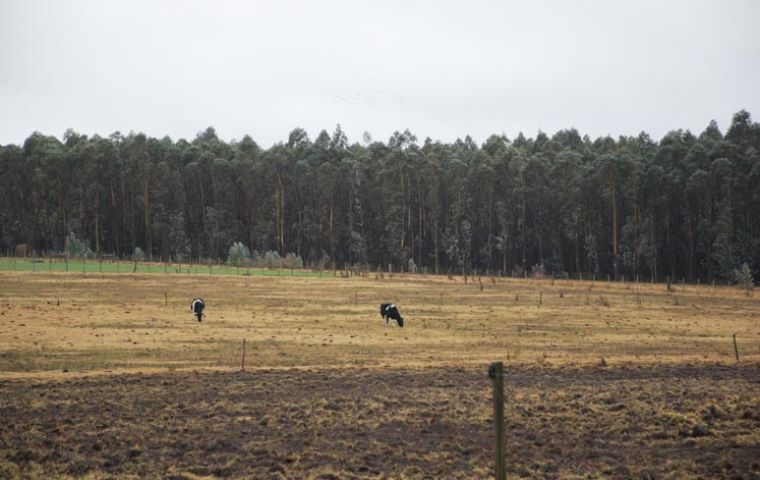 Some forest “islands” are used as shelter for cattle and sheep 