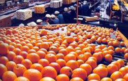 Uruguay is an important exporter of quality oranges, tangerines and mandarins   
