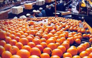 Uruguay is an important exporter of quality oranges, tangerines and mandarins   
