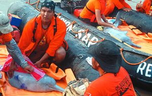 The team working with the rescued pink freshwater “bufeos”