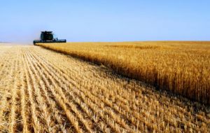 Drought and fire slashed the wheat production of Russia and Ukraine 