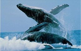 An estimated 120 whales home in the Magellan Strait region, according to Biomar Foundation 