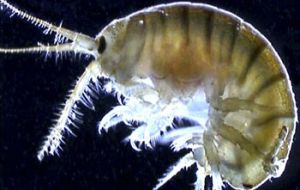 Dikerogammarus villosus, has already colonized parts of Western Europe and kills a range of native species