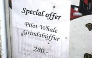 Pilot whale meat can be ordered in restaurants like “Marco Polo” and in the four stars hotel “Hafnia”