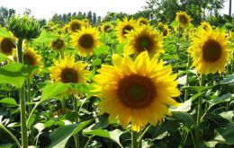 Once the main oil seed in Argentina, sunflower is again attractive 