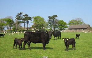 The Argentine meat cattle herd has dropped 12 million head since the soy boom 