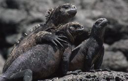 The strange phenomenon is not uncommon: marine iguanas in Galapagos can shrink 20% 