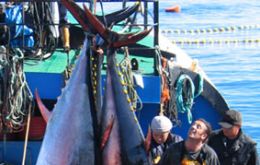 Bluefin numbers have been declining worldwide