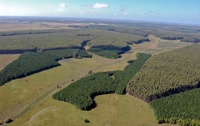 Forestation projects in Uruguay, mostly eucalyptus 