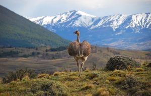 Patagonian landscape: many more species to be discovered 