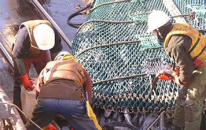 Toothfish is one of several species threatened 