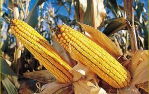 The forecast for corn is now 20 million tons compared to 25 million in early December 