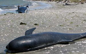 Pilot whales dead on the South Islands of NZ