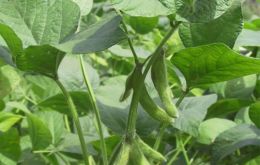 Good rainfall and higher yields have helped the soy crop 