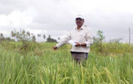 The green paddies to counter food crisis (Photo IRRI)