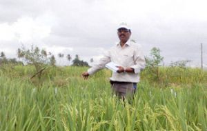 The green paddies to counter food crisis (Photo IRRI)