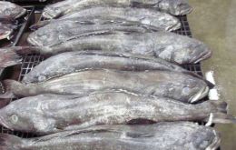 Valuable toothfish suffers from illegal, unreported, unregulated fishing 