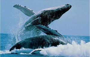 They demand respect for the Southern Whale Sanctuary 
