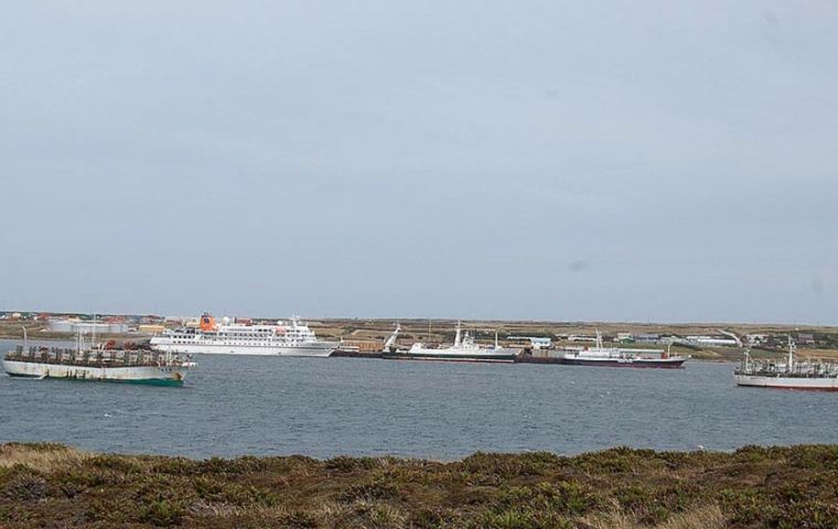 Jiggers and more jiggers in Stanley harbor (Photo: Sharon Jaffray)