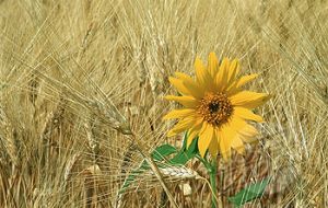 Less corn and soy beans but abundance of wheat, barley and sunflower 