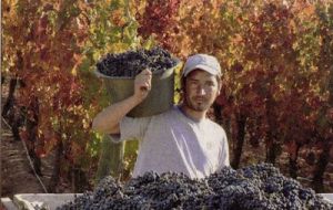 Who is going to harvest this year’s grapes?